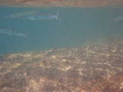 Hyporhamphus ihi