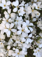 Leptosiphon floribundus