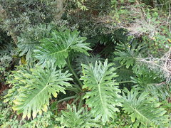 Thaumatophyllum bipinnatifidum
