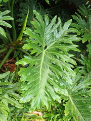 Thaumatophyllum bipinnatifidum
