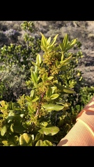 Rhamnus pirifolia