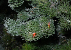 Adenanthos sericeus