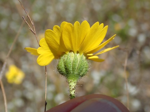 Image of Layia gaillardioides by (c) joergmlpts, some rights reserved (CC BY)