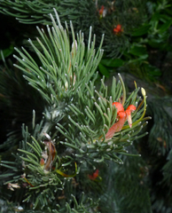 Adenanthos sericeus