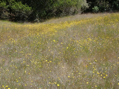 Image of Layia gaillardioides by (c) joergmlpts, some rights reserved (CC BY)