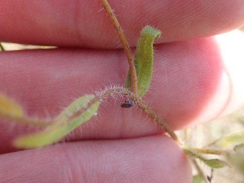 Image of Layia gaillardioides by (c) joergmlpts, some rights reserved (CC BY)