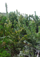 Adenanthos sericeus