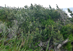 Adenanthos sericeus