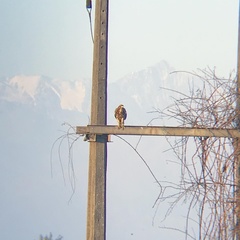 Parabuteo unicinctus