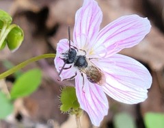 Andrena erigeniae