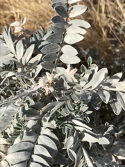 Astragalus oxyphysus