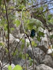 Euglossa viridissima