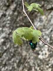 Euglossa viridissima