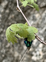Euglossa viridissima