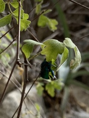 Euglossa viridissima