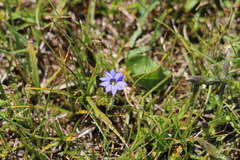Gentianella azurea