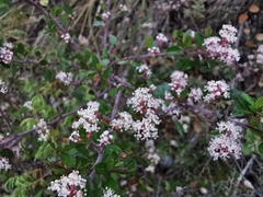 Ceanothus buxifolius