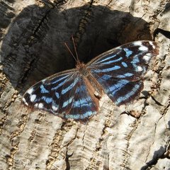 Myscelia ethusa chiapensis