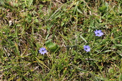 Gentianella azurea