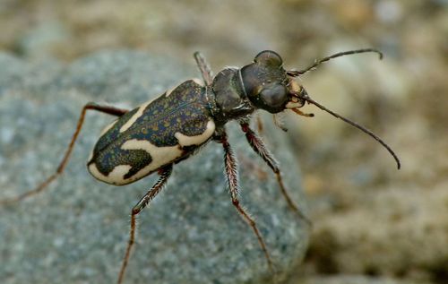 Neocicindela dunedensis