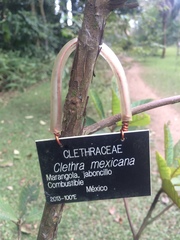 Clethra mexicana