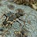 Neocicindela - Photo (c) Steve Kerr, some rights reserved (CC BY), uploaded by Steve Kerr