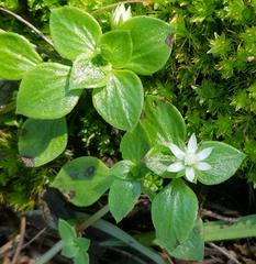 Crassula pellucida alsinoides