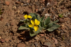 Viola purpurea aurea