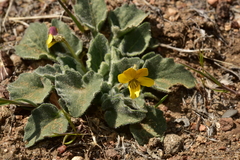 Viola purpurea aurea