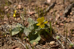 Viola purpurea aurea