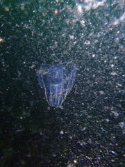 Bolinopsis microptera