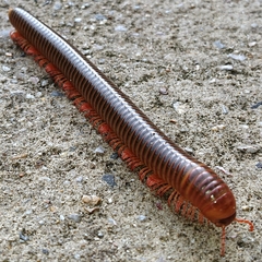 Thyropygus allevatus