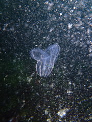 Bolinopsis microptera