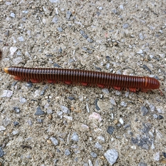 Thyropygus allevatus