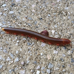 Thyropygus allevatus