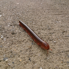 Thyropygus allevatus