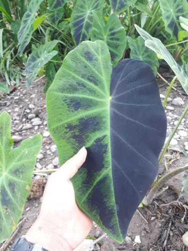 Colocasia esculenta iNat (2)