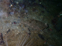 Lepidopsetta bilineata