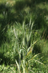 Triticum aestivum