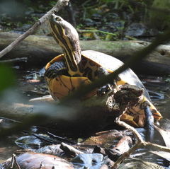 Trachemys venusta venusta