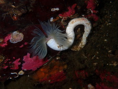 Protula pacifica