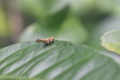 Colpopterinae