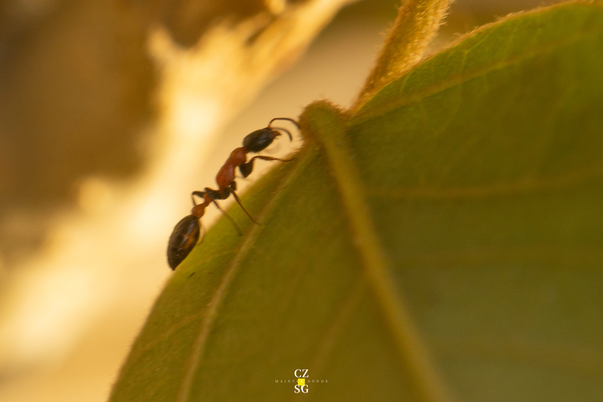 Pseudomyrmex championi