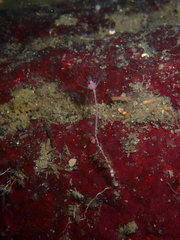 Ectopleura marina