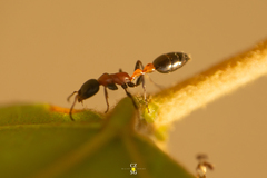Pseudomyrmex championi