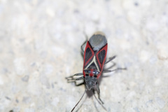 Anochrostomus formosus