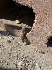 Uta stansburiana