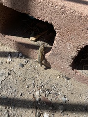 Uta stansburiana