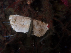 Cryptolithodes typicus