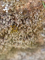 Hedwigia detonsa